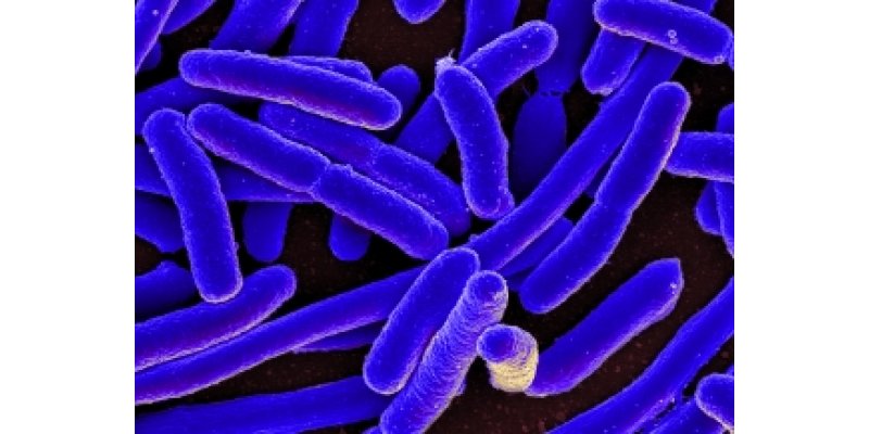 AP 2720 Mikroorganizma Kontrol Ürünü